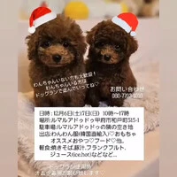 画像303