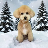 画像517